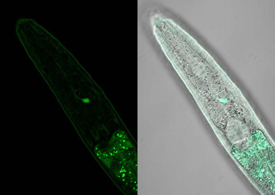 Gene: AH6.10, Strain: BC13729, Stage: Larval