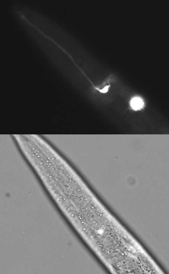 Gene: ZK896.8, Strain: BC15317, Stage: Larval