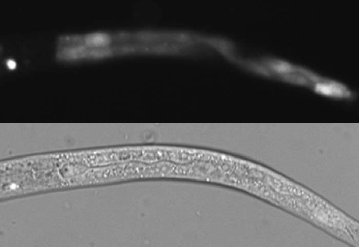 Gene: ZK896.8, Strain: BC15317, Stage: Larval