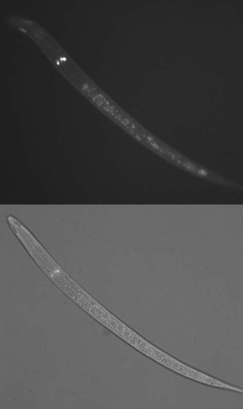 Gene: AH6.8, Strain: BC11958, Stage: Larval