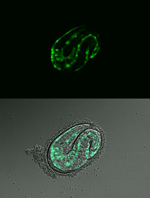 Gene: B0228.4, Strain: BC10652, Stage: Embryo